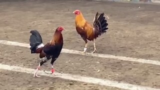 RED VS GOLD,155K PARADA NAKASAHAN🔥🐓 LUCENA VS CANDELARIA #SABONG CHAMPION 2HITS🔥🏆🐓