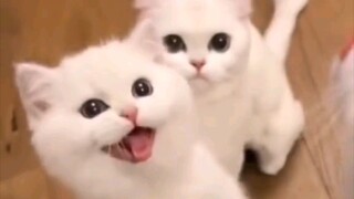 funny cat video