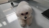 Cún con có gương mặt buồn #tramcam #cuncung #cuncon #poodle #yeuchomeo #boss