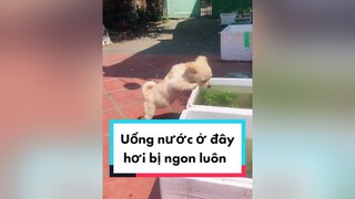 Uống nước và rình bắt cá của ba. cunyeucuadua chó chócon chókhôn chócute chó_cưng chócon chókhôn chómèo xuhuong fyp