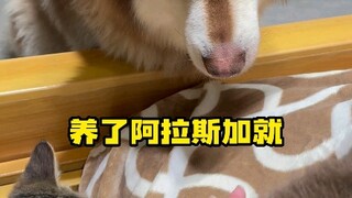 90斤的多多浑身是肉，60两的大哥全是心眼