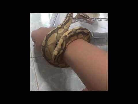 MYPET.3 l น้องนวดให้ด้วย555555555#ประสิทธิโชคEVERYDAY [butter pastel ball python] [งูบอลไพธอน]