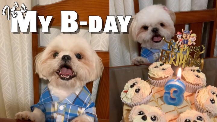 My Shih Tzu Dog's 3rd Barkday | Cute & Funny Dog Video