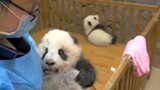 See how the caretakers make the panda babies look pretty！（These pandas are way too cute！）