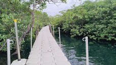 MANGROVE FOREST IN DAY ASAN SURIGAO CITY, SURIGAO DEL NORTE ❤️