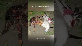 Coconut crabs can break your hands #shorts