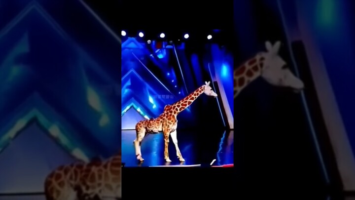 America's Got Talent Giraffe 🦒 Magic😱😨 | Duo Schumacher#AGT#americagottalent#magic