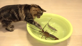 กุ้งมังกรญี่ปุ่น vs แมวแมว vs กุ้งมังกร