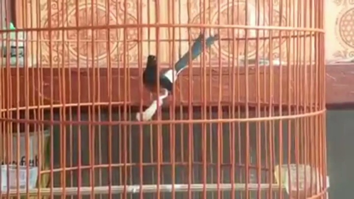 Murai Batu Full Isian GREJA TARUNG/CILILIN Suara Tajam