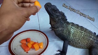 Soa layar kesayangan / Sulawesi sailfin dragon ( Hydrosaurus Celebensis)