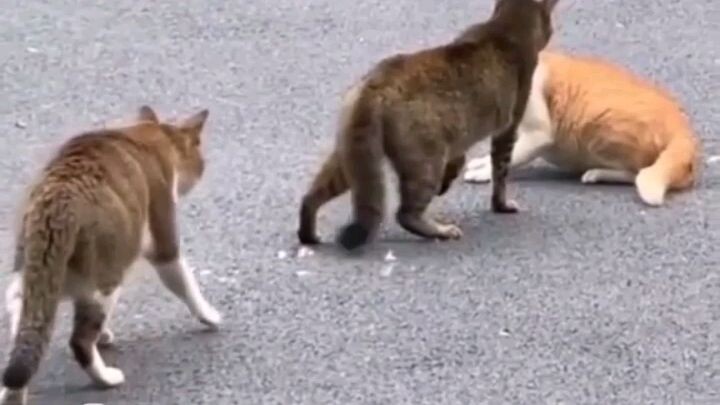 Collection of Very Funny Cat Fight Videos