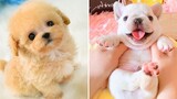 AWW CUTEST วิดีโอสัตว์ทารกรวบรวมช่วงเวลาที่น่ารักที่สุดของสัตว์ - OMG Cute Puppies 3