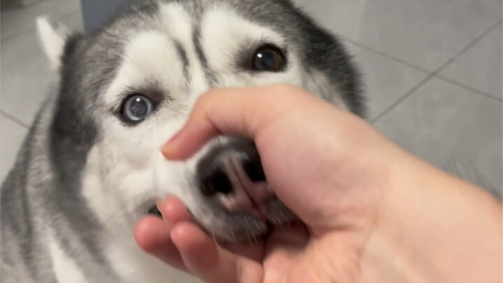 Have you ever seen a dog that can hold its mouth?