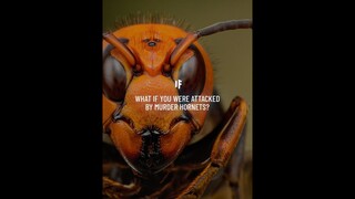 What If You Were Attacked by Murder Hornets? #Shorts