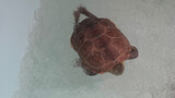 [สัตว์] เต่าจำศีลในพอลิเมอร์ที่ดูดซับน้ำดีเยี่ยม