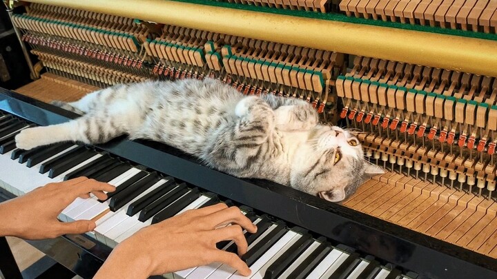 [Âm nhạc] Piano - Mia & Sebastian’s Theme - La La Land| Em mèo phụ họa