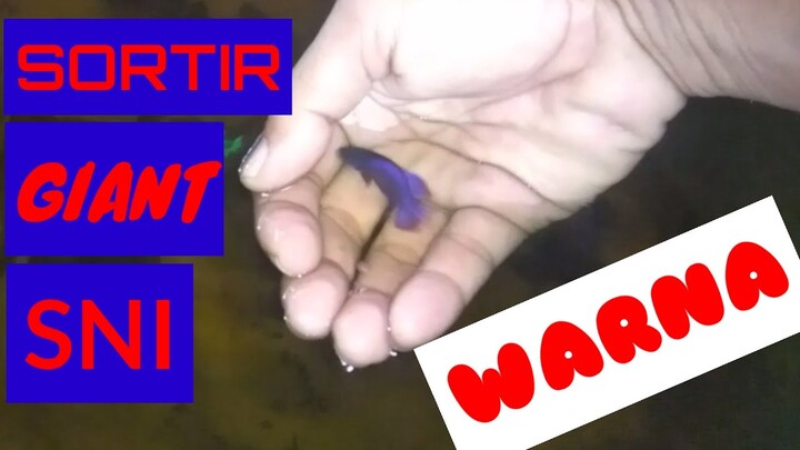 Botolin Ikan Cupang Giant SNI Warna