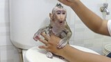 Morning Routine! Lovely Mom Take A Bath And Clean Baby Monkey Maku With Care