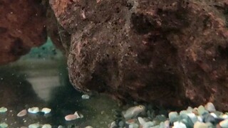 Tangerine cichlids fry