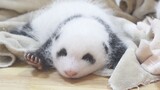 How Does a Panda Grow Up?