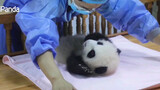 【Panda Fu Duoduo】Duoduo's Sofa