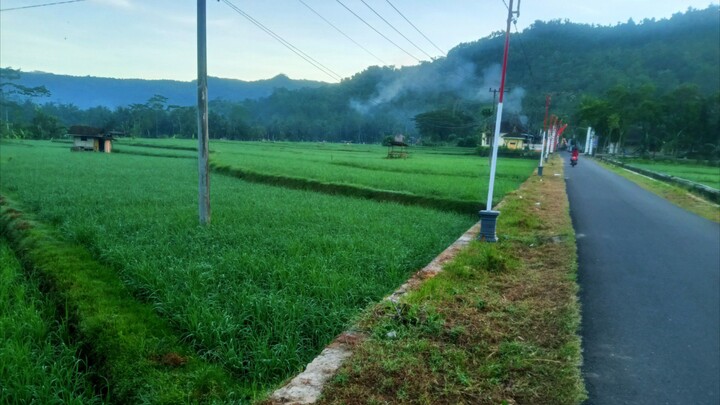 beautiful nature🍀🌴