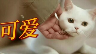 世界破破烂烂，还好有檀儿跟可爱的猫猫狗狗，萌到妈粉原地学檀儿转圈圈【檀健次·檀小呆·晓玄】