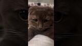 #24 Cute Cat videos 😻😻 #fails #funny #moments #reels