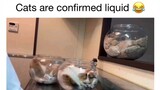 Cats are confirmed liquid