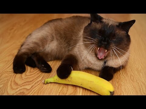 😂 Funniest Cats and Dogs Videos 😺🐶 || 🥰😹 Hilarious Animal Compilation №376