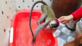 Funniest Monkey!! So amusing when little Toto take a bath by swimming in the bowl