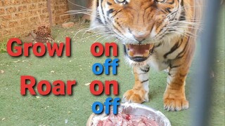 Growl control ON OFF trick on a tiger!