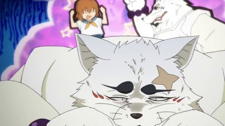 Bulu "Silver Fox" Gintaro pasti sangat nyaman untuk disentuh bukan?
