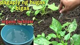 pagaply ng hugas bigas bilang organic fertilizer | jo wel