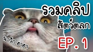 รวมคลิปสัตว์ตลก ฮาฮา น่ารัก [ดูเพลินๆ] : EP. 1