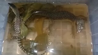 Biawak Papua Varanus indicus & Varanus panoptes berendap air sirih