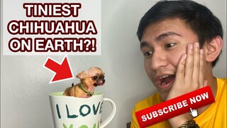 TINIEST DOG IN THE WORLD | SUPER MARCOS VLOGS