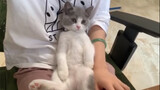 Kitty Fights With Its Keeper But End Up Falling Asleep