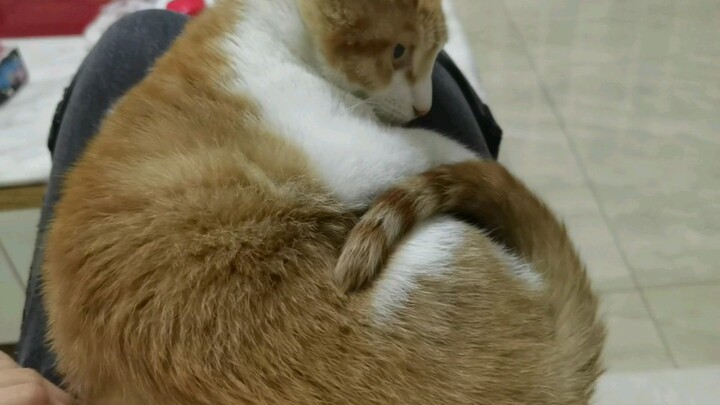 [Pecinta Kucing] Apa salahnya aku duduk di pahamu?