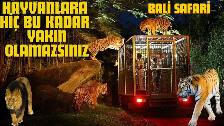 Bali Safari Parkı'nda Macera Dolu Bir Gün!