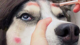 Huskies demolish home, sparking a dog-walking revolution