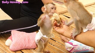 Very Handsome Lovely Baby Lion Stand With 2Legs Yummy Eating Banana