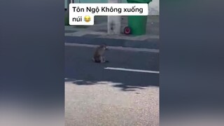 Vũng Tàu trông như Hoa Quả Sơn khi giãn cách xã hội 😂xuhuong haihuoc trend vũngtàu hoaquason khỉ