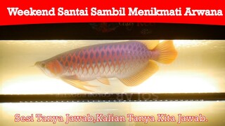 Siapa lagi yang mau tanya seputaran arwana super red?? KITA JAWAB...