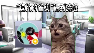 【猫meme】 逗比的雀巢 装修办公室遇到无赖