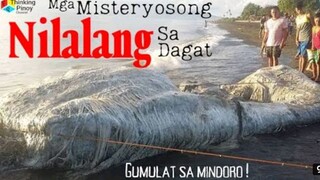 SEA MONSTER NG PILIPINAS😱😱😱😱NAKITA SA TABING DAGAT😱