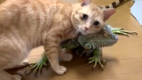 [สัตว์]แมว VS จิ้งจก - วิดีโอแมวตลก และน่ารัก