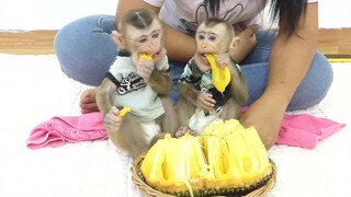 Two Baby Monkey |  Adorable Little Maki And Maku So Lovely When Eating Sweet  Jackfruit