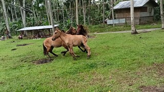 Katuwaan na napunta sa trahedya. Nakagat ang may ari ng kabayo.