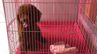 Chó poodle con sủa cực đáng yêu